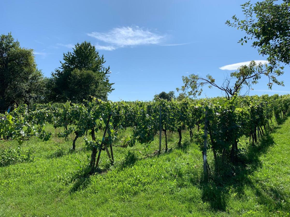 Urlaub Im Weingarten Winten  Exteriér fotografie
